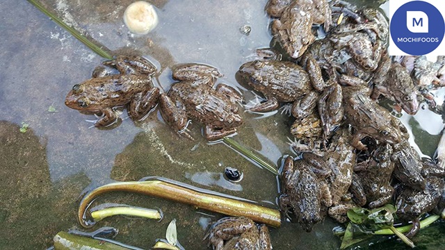Đặc điểm sinh sản của ếch