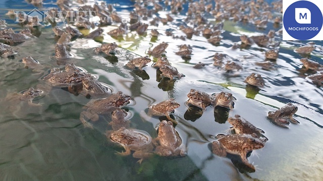 Mô hình nuôi ếch thương phẩm  Aquaculture