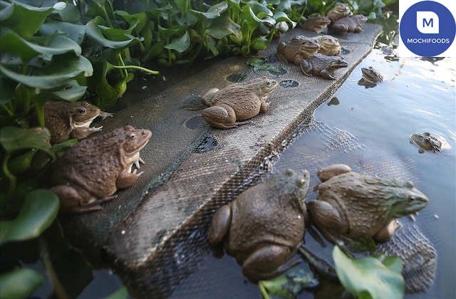 Cách chọn giống ếch nuôi trong bể lót bạt
