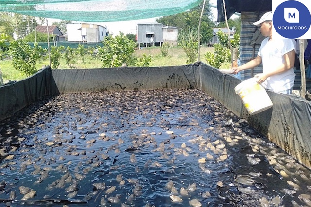 Xây dựng bể lót bạt nuôi ếch